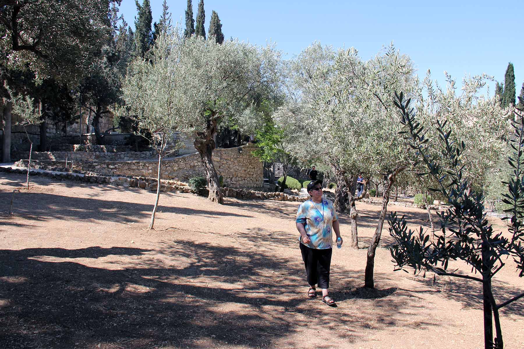 Gethsemane image 14